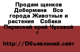 Продам щенков Добермана - Все города Животные и растения » Собаки   . Пермский край,Чусовой г.